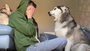 Illustration : L’adorable réaction d’un Husky envers son maître, malmené par son autre chien (vidéo)