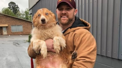 Illustration : Portée disparue pendant 54 jours après une tornade, une chienne réapparaît