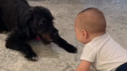 Illustration : Un joyeux face-à-face entre un bébé et un chien devient viral, la réaction de ce dernier en se voyant à la télé aussi