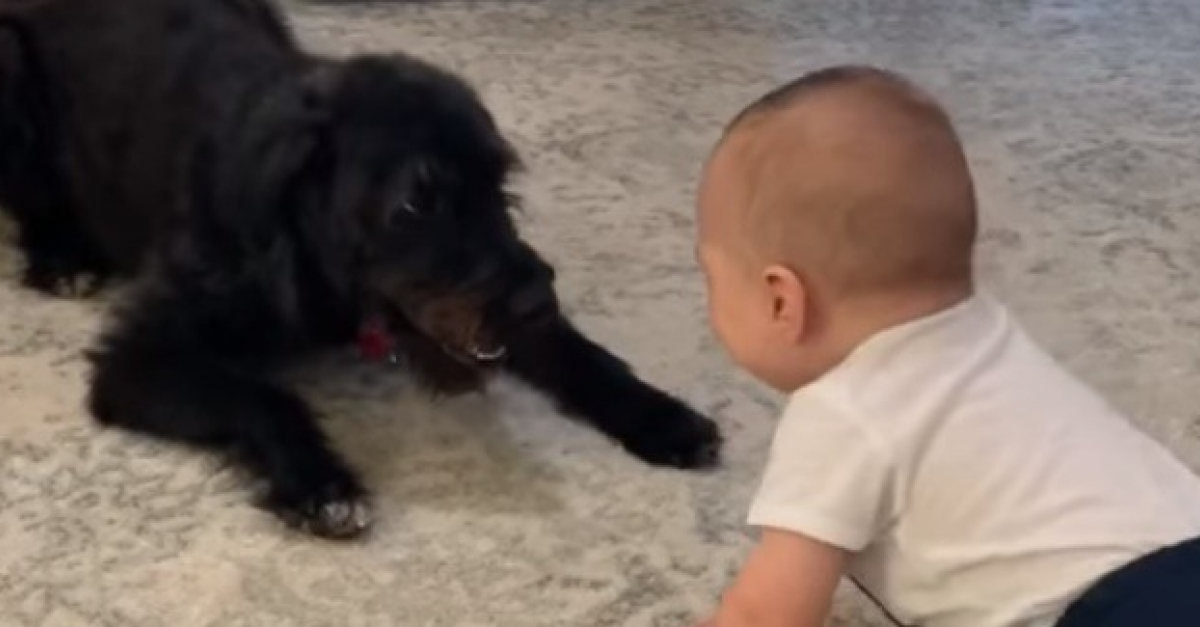 Un Joyeux Face A Face Entre Un Bebe Et Un Chien Devient Viral La Reaction De Ce Dernier En Se Voyant A La Tele Aussi