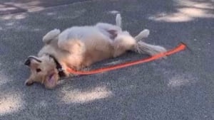 Illustration : Un chien met en place un plan infaillible pour ne pas avoir à rentrer de la promenade ! (vidéo)