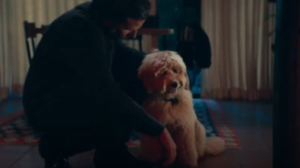 Illustration : PETA offre un prix inédit pour récompenser la performance de Bradley Cooper et son chien dans "A star is born"