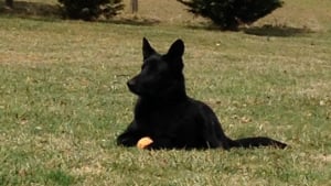 Illustration : L'acte héroïque d'un ouvrier pour sauver un chien s'étouffant avec une balle de tennis 