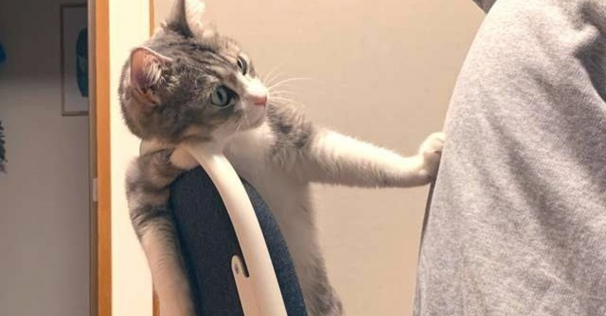 Les accessoires pour chat sont autorisés mais pas les legs aux animaux