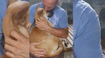 Illustration : Secouru d'une usine à viande, ce chien ne veut plus qu'être tenu par son sauveteur !