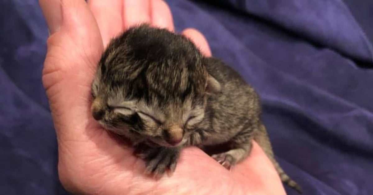 Ne Avec Deux Visages Ce Chat A Defie Les Esperances De Chacun