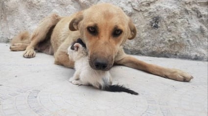 Illustration : Détruits par la vie, ce chaton et ce chien errants ont noué une amitié déchirante