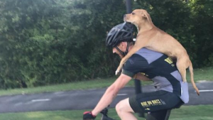 Illustration : Blessé et affamé, ce chien errant a pu compter sur l'idée géniale d'un cycliste pour lui sauver la vie !