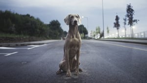 Illustration : La Journée mondiale contre l’abandon des animaux de compagnie se tiendra le 27 juin prochain