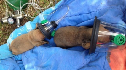 Illustration : Des pompiers trouvent une solution originale pour sauver deux minuscules chiots asphyxiés par un incendie