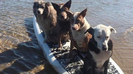 Illustration : Pour rééduquer des chiens dits difficiles, cet homme leur enseigne le surf !