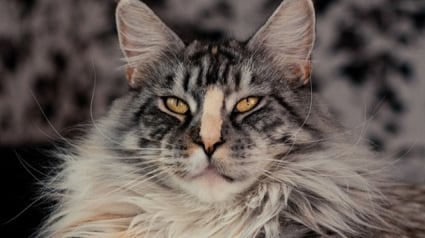 Illustration : 19 photos de Maine Coon tellement craquants qu'on n'a pas envie de les déranger  