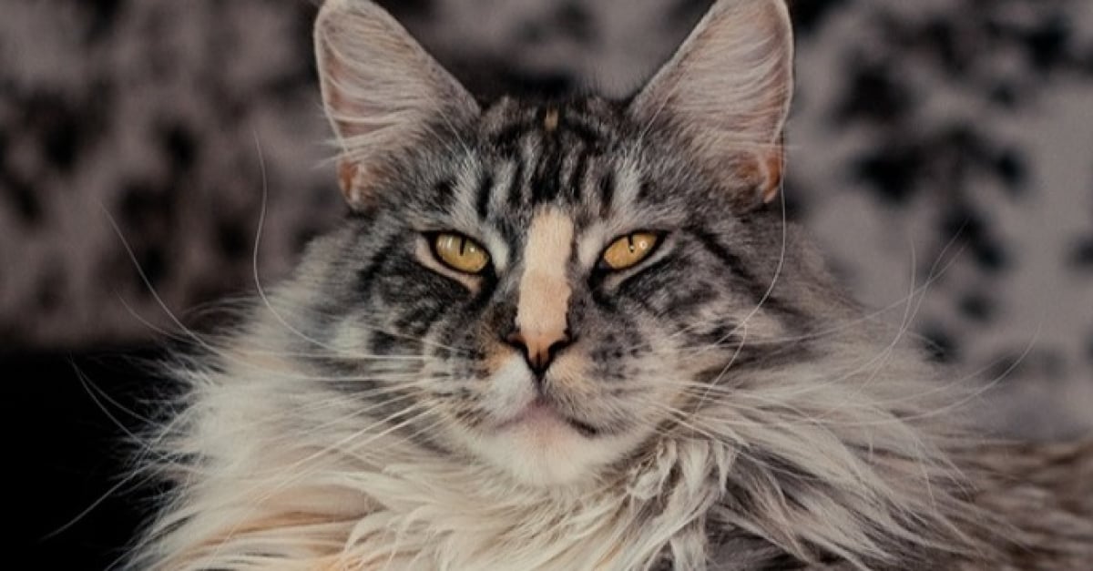 19 Photos De Maine Coon Tellement Craquants Qu On N A Pas Envie De Les Deranger