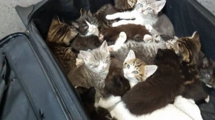 Illustration : Abandonnés au bord d'une route dans une valise, ces 15 chatons ont été découverts à temps et par la bonne personne