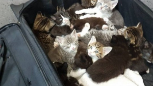 Illustration : Abandonnés au bord d'une route dans une valise, ces 15 chatons ont été découverts à temps et par la bonne personne