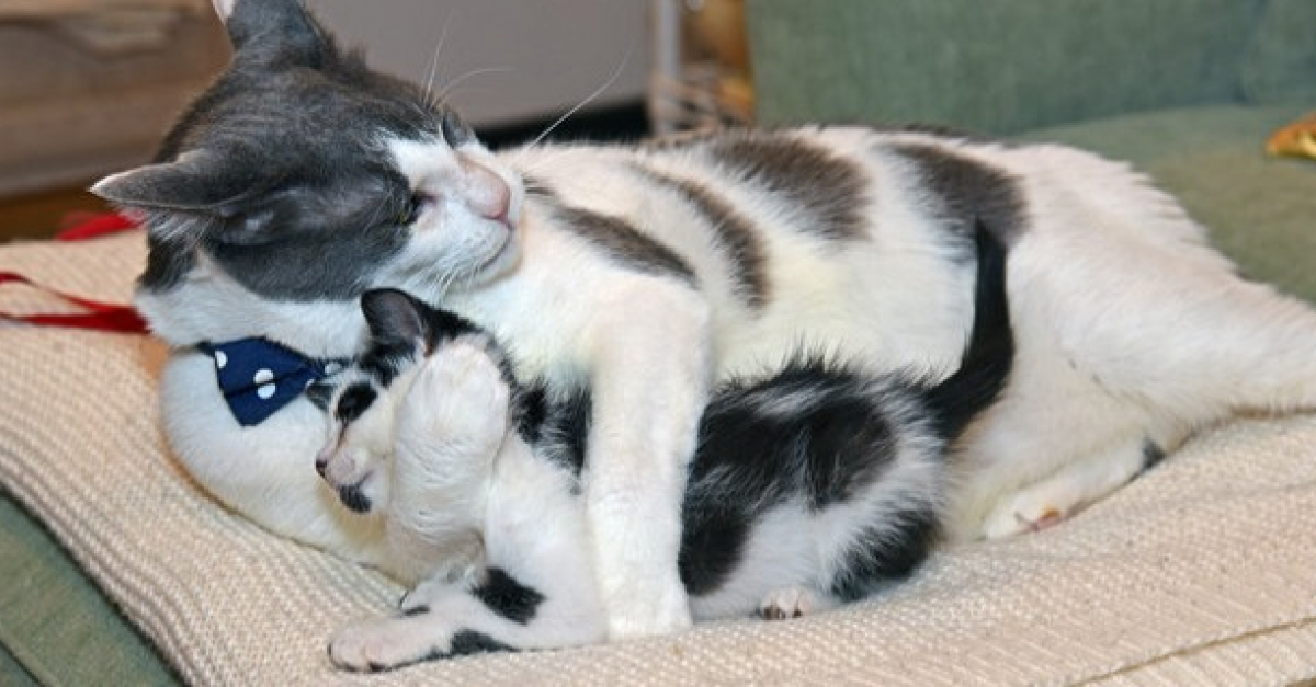 Abandonne Avant D Etre Sevre Ce Chat Est Aujourd Hui Le Pere Adoptif Dont Revent Tous Les Chatons