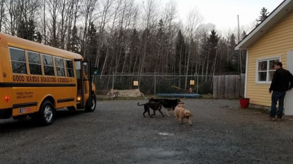 Illustration : Pour se rendre dans leur petit coin de paradis, ces chiens ont droit à un transporteur particulier 