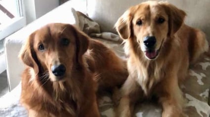 Illustration : Inséparables, ces deux Golden Retrievers redonnent tout son sens au mot "Amour"