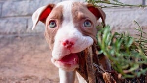 Illustration : 20 photos de chiots Pitbull vivant pleinement leurs premières fois !