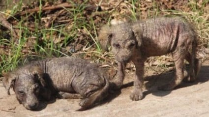 Illustration : Âgées de 4 semaines, ces deux soeurs chiots abandonnées ont survécu en se collant l'une à l'autre ! 