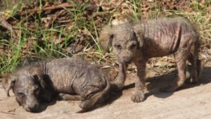 Illustration : Âgées de 4 semaines, ces deux soeurs chiots abandonnées ont survécu en se collant l'une à l'autre ! 