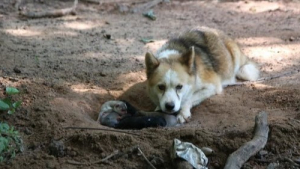 Illustration : Seul espoir pour ses chiots, cette chienne trouve un moyen de protéger sa portée de ses propriétaires abusifs sous terre