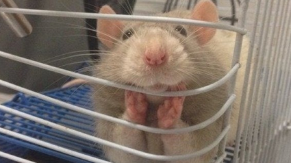 Illustration : 14 photos qui prouvent que le rat est un animal domestique à part entière ! 