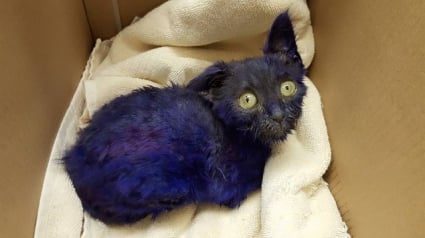 Illustration : La fourrure teinte en violet, ce chaton âgé de 8 semaines servait d'appât dans des combats !