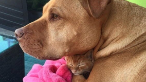 Illustration : Secouru à 3 mois, cet ancien Pitbull errant a une passion débordante pour les chats abandonnés !