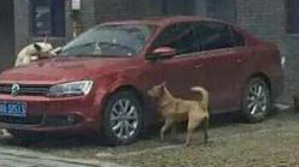 Illustration : Deux chiens errants se vengent d'une personne violente et s'en prennent à son véhicule !