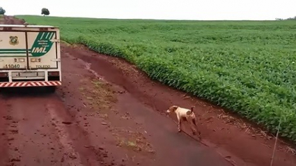 Illustration : En deuil, ce chien ne parvient pas à faire ses adieux à son maître qu'il poursuit jusqu'au bout !