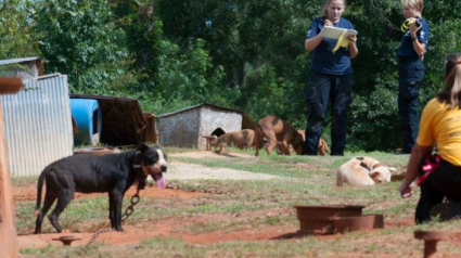 Illustration : Récupérés dans un camp de fortune, ces 300 chiens de combats ne croyaient plus en rien