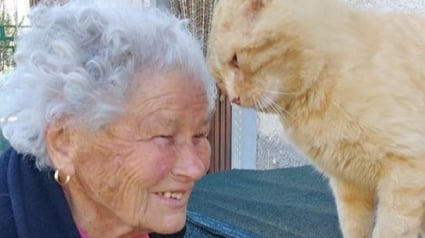 Illustration : Perdu dans le tremblement de terre qui a détruit son foyer, un chat retrouve sa propriétaire qui ne l'a pas oublié !