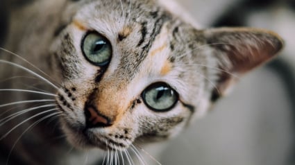 Illustration : Les pompiers s'introduisent dans un puits de 5 mètres de profondeur pour sauver un chat coincé 