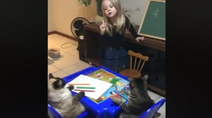 Illustration : Meilleurs amis, cet enfant peut compter sur son chat quand il s'agit de soutien scolaire ! 