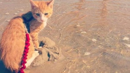 Illustration : Depuis qu'il a été sauvé d'une tempête, ce chaton s'est découvert une passion pour l'eau !	