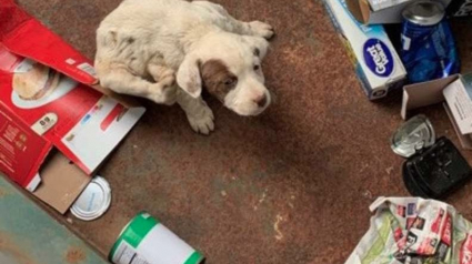 Illustration : Abandonné à l'âge de 2 mois dans les ordures, ce chien échappe de peu au camion poubelle