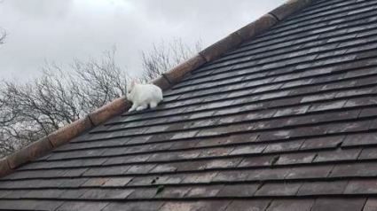 Illustration : Le sauvetage improbable d'un lapin qui s'est mystérieusement retrouvé sur le toit d'une maison ! 