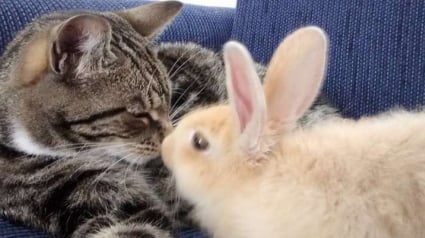 Illustration : La relation particulière entre un chat et un lapin qui se sont aimés au premier regard !