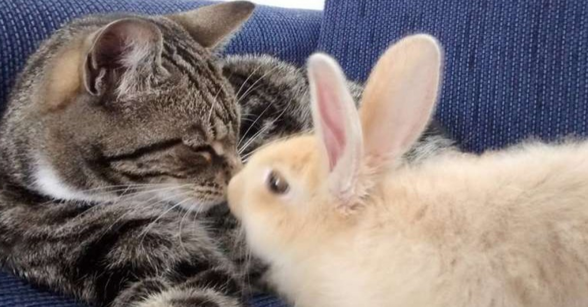 La Relation Particuliere Entre Un Chat Et Un Lapin Qui Se Sont Aimes Au Premier Regard