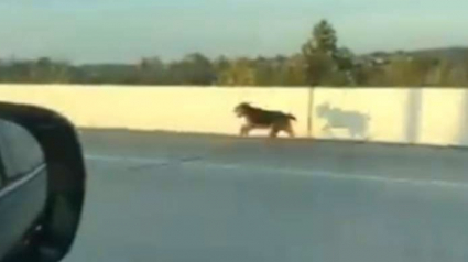 Illustration : Un groupe de conducteurs s'arrête en plein milieu d'une autoroute pour venir en aide à un chien pris de panique 