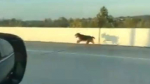 Illustration : Un groupe de conducteurs s'arrête en plein milieu d'une autoroute pour venir en aide à un chien pris de panique 