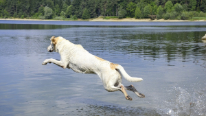 Illustration : Plages et espaces de baignades privés pour chien, une nouveauté de cet été ! 