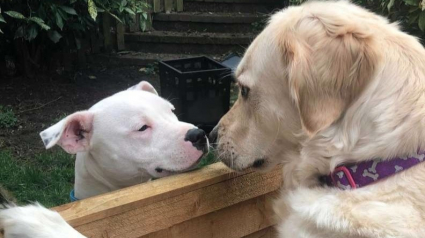 Illustration : Touchés par un coup de foudre, ces deux chiens ont une relation qui vous rendrait jaloux ! 