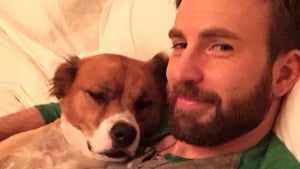 Illustration : "L'acteur Chris Evans s'essaye au toilettage de son chien adoré, le résultat est... particulier "