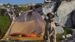 Illustration : 18 photos de chiens qui ont appris à apprécier les joies du camping !