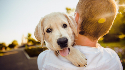 Illustration : Selon cette étude, avoir un chien est un moyen de prolonger votre espérance de vie ! 