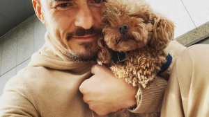 Illustration : Orlando Bloom : à la recherche de son chien mighty, l'acteur alerte les réseaux sociaux ! 