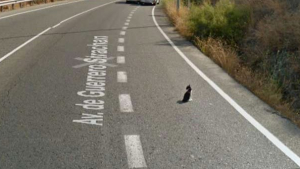 Illustration : Google Streetview capture le geste adorable d'un conducteur en pleine autoroute pour prendre soin d'un chat ! 