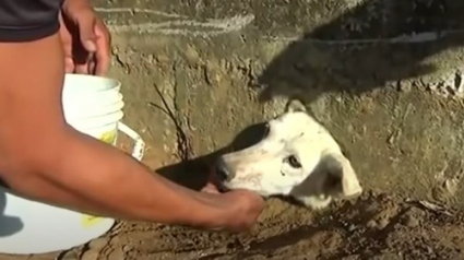 Illustration : Encastré entièrement dans un mur pour de la nourriture, seule la tête de ce chien était visible ! 